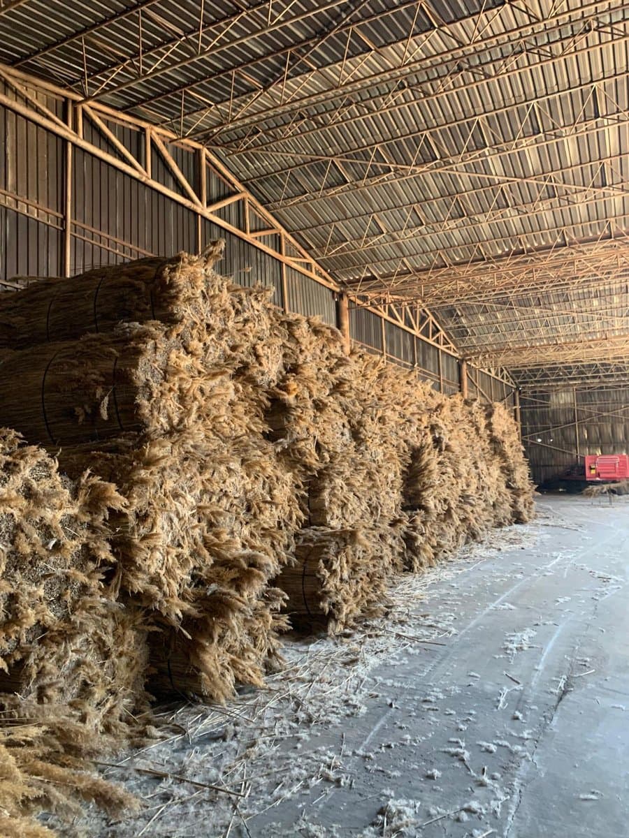 Thatching reed bundles ready for export