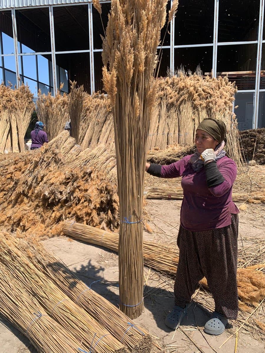 Worker bundling thatching reed